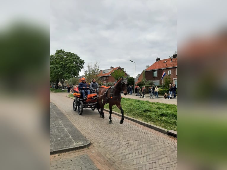 Zangersheider Wallach 12 Jahre 179 cm Dunkelbrauner in Berkel en Rodenrijs