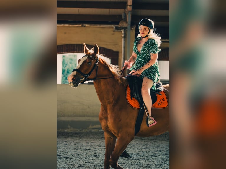 Zangersheider Wallach 12 Jahre 180 cm Fuchs in Hart bei Graz