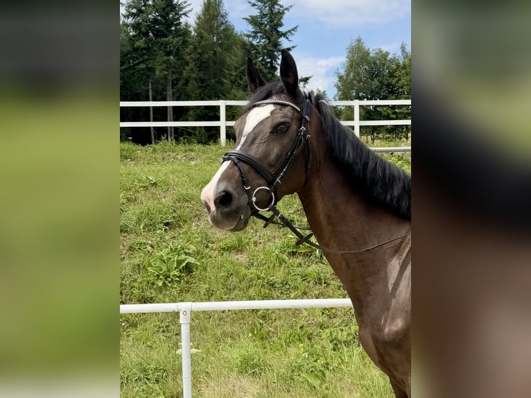 Zangersheider Wallach 13 Jahre 163 cm Brauner in Pelmberg