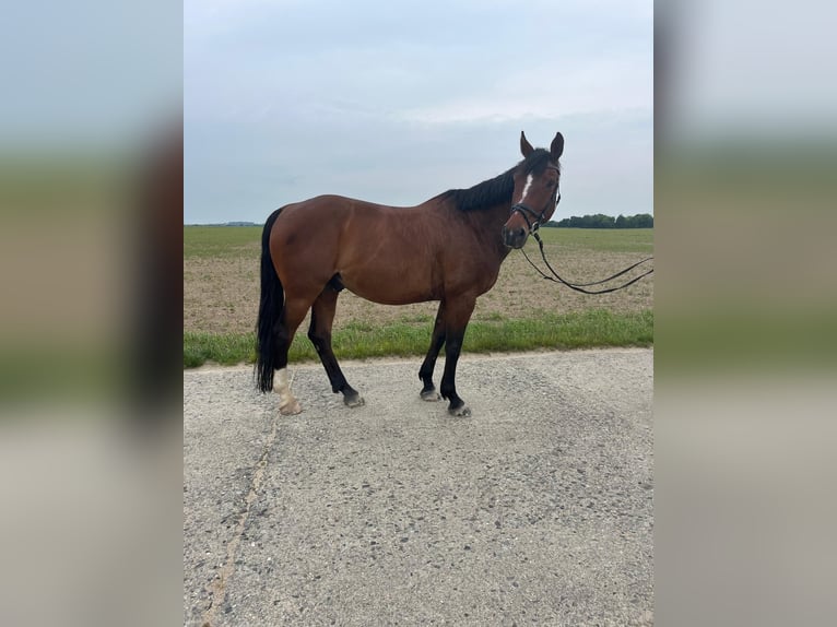 Zangersheider Wallach 13 Jahre 165 cm Brauner in Nei&#xDF;eaue