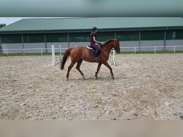 Zangersheider Wallach 13 Jahre 165 cm Fuchs in Condom