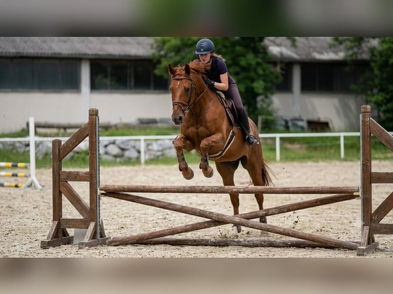 Zangersheider Wallach 13 Jahre 165 cm Fuchs in Condom