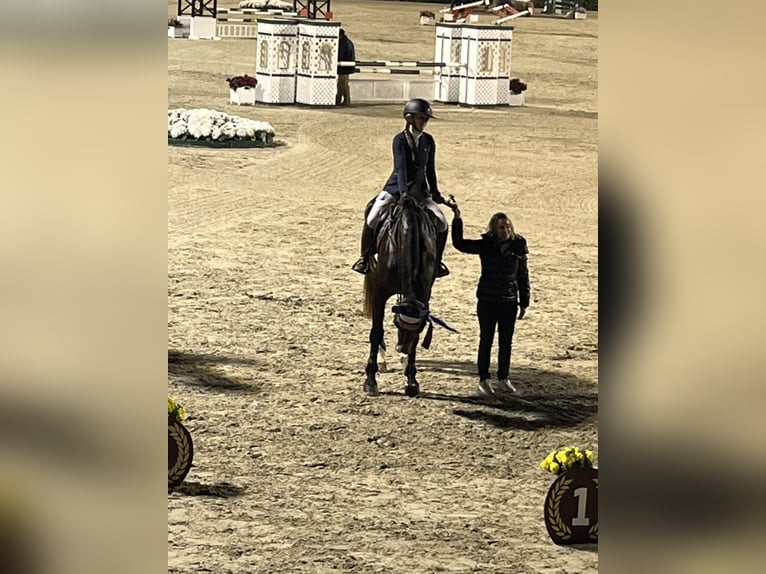 Zangersheider Wallach 13 Jahre 168 cm Dunkelbrauner in Santa Gertrudis De Fruitera