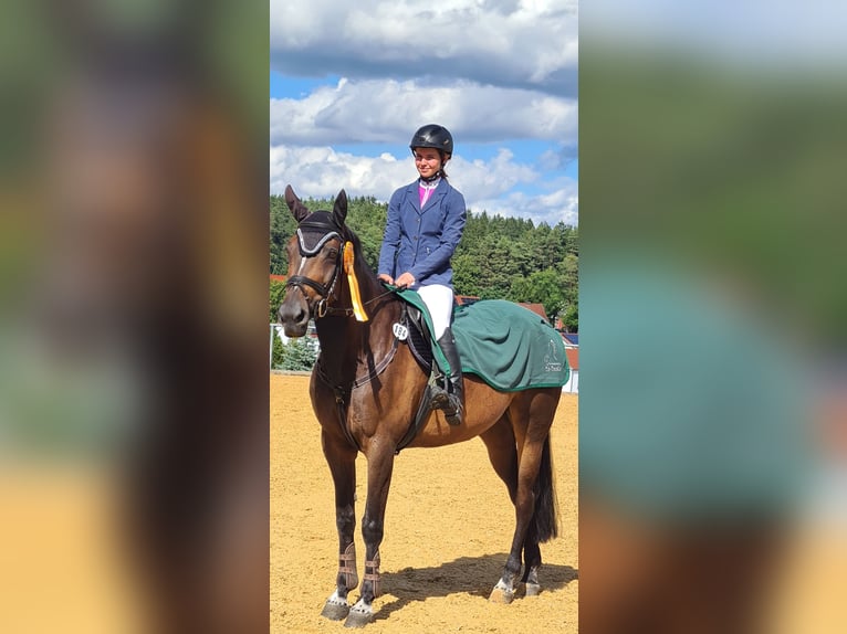 Zangersheider Wallach 13 Jahre 174 cm Dunkelbrauner in Seukendorf
