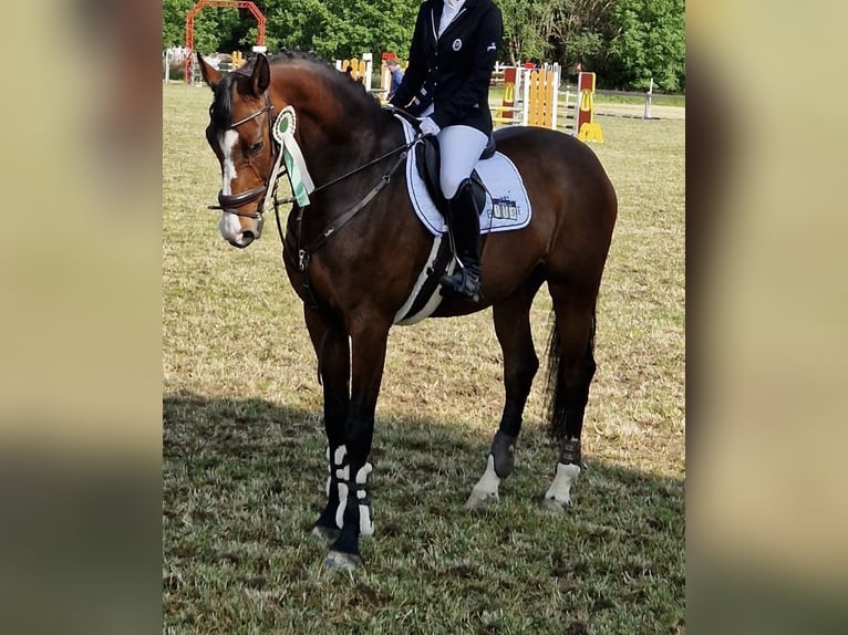 Zangersheider Wallach 13 Jahre 175 cm Brauner in Dettighofen