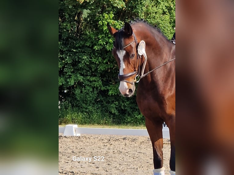 Zangersheider Wallach 13 Jahre 175 cm Brauner in Dettighofen