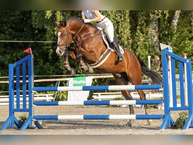 Zangersheider Wallach 13 Jahre 175 cm Brauner in Dettighofen