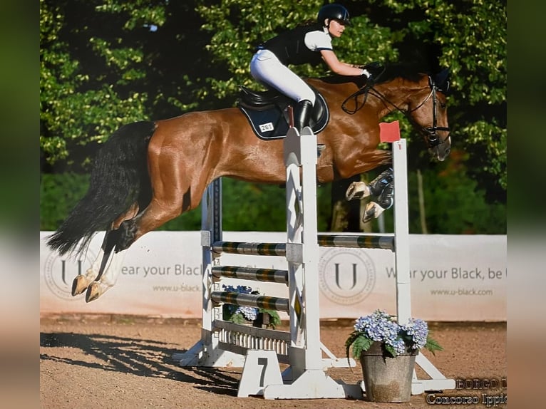 Zangersheider Wallach 13 Jahre 180 cm Brauner in BRIGNANO GERA D'ADDA