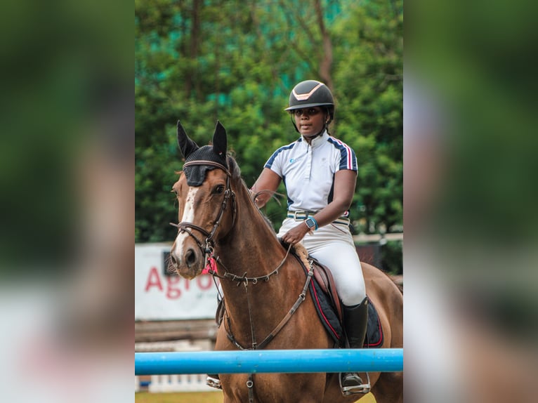 Zangersheider Wallach 13 Jahre Dunkelfuchs in Cacheiras