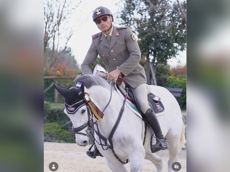 Zangersheider Wallach 14 Jahre 157 cm Schimmel in Chieti