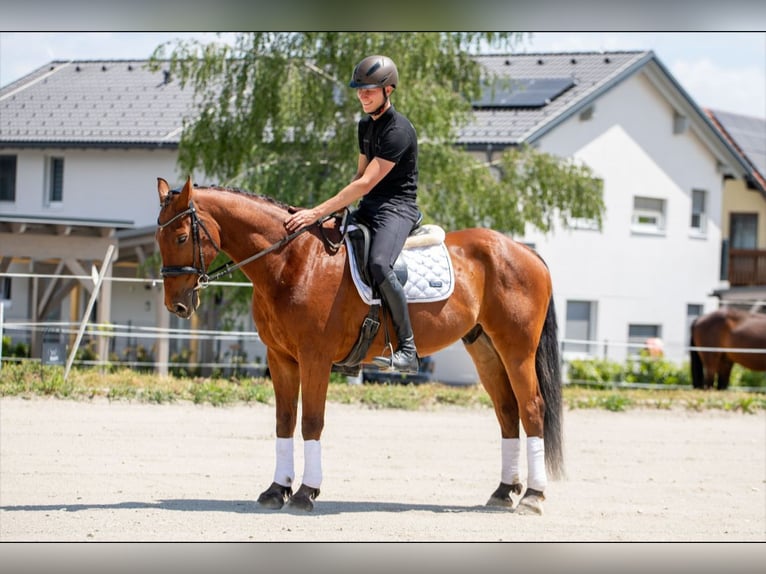 Zangersheider Wallach 14 Jahre 160 cm Brauner in Edelschrott