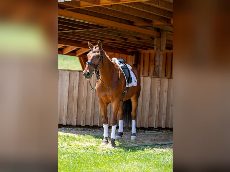 Zangersheider Wallach 14 Jahre 160 cm Brauner in Edelschrott