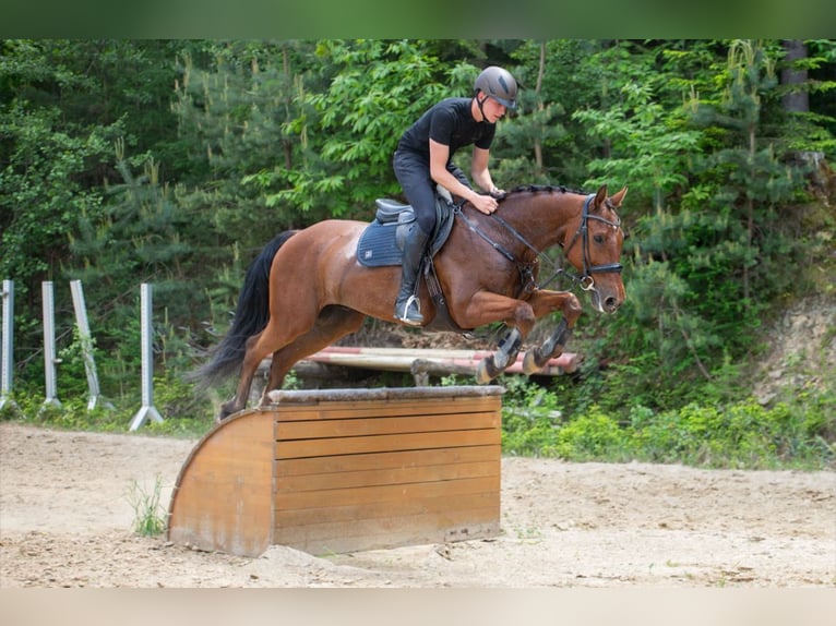 Zangersheider Wallach 14 Jahre 160 cm Brauner in Edelschrott