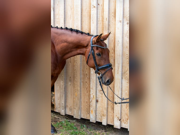 Zangersheider Wallach 14 Jahre 160 cm Brauner in Edelschrott