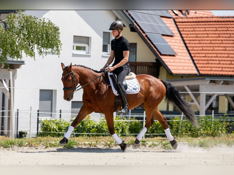 Zangersheider Wallach 14 Jahre 160 cm Brauner in Edelschrott