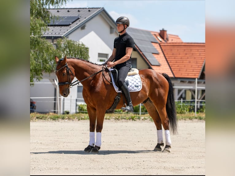 Zangersheider Wallach 14 Jahre 160 cm Brauner in Edelschrott