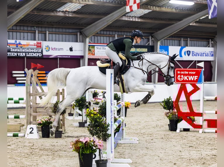 Zangersheider Wallach 14 Jahre 165 cm Schimmel in Sint-Oedenrode