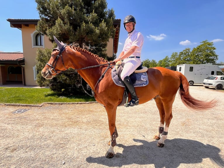 Zangersheider Wallach 14 Jahre 168 cm Fuchs in Thundorf