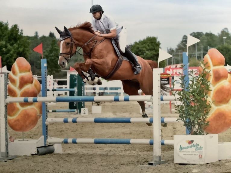 Zangersheider Wallach 14 Jahre 168 cm Fuchs in Thundorf