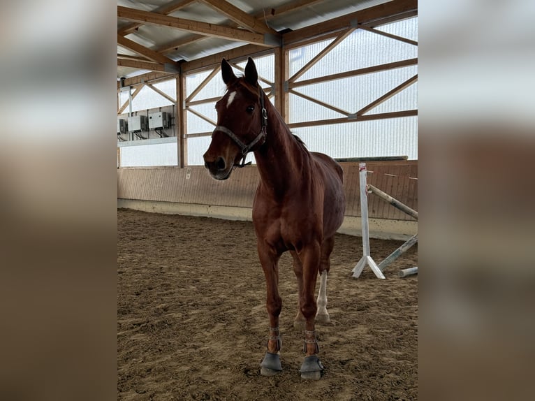 Zangersheider Wallach 14 Jahre 180 cm Fuchs in Biberach an der Riß