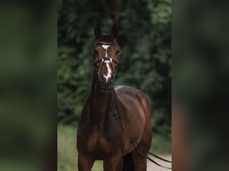 Zangersheider Wallach 14 Jahre 183 cm Brauner in Villach