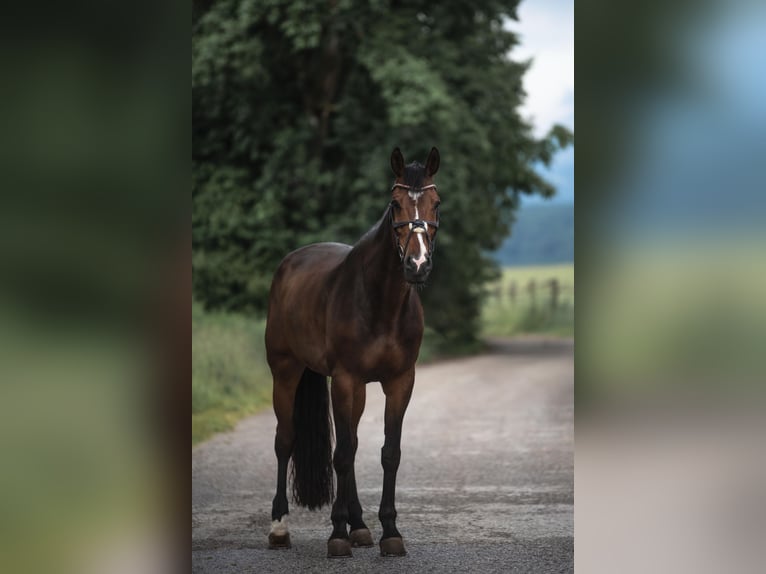 Zangersheider Wallach 14 Jahre 183 cm Brauner in Villach