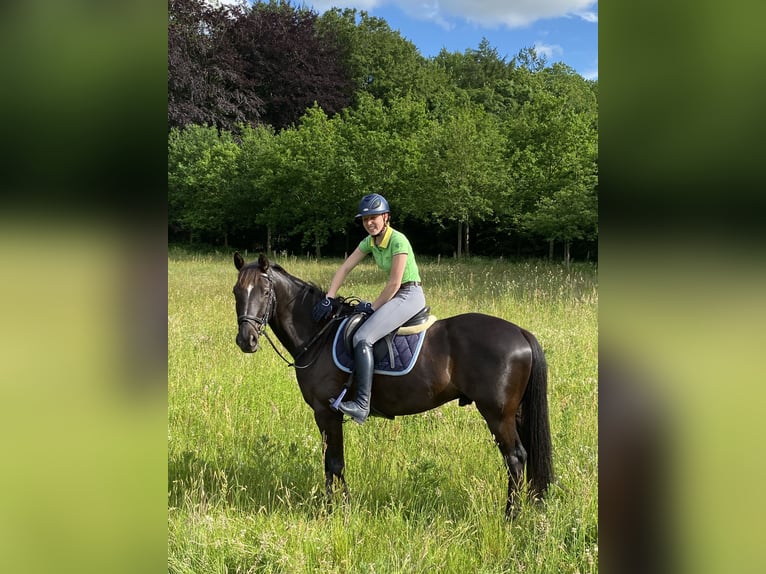 Zangersheider Wallach 15 Jahre 164 cm Schwarzbrauner in Oostkamp