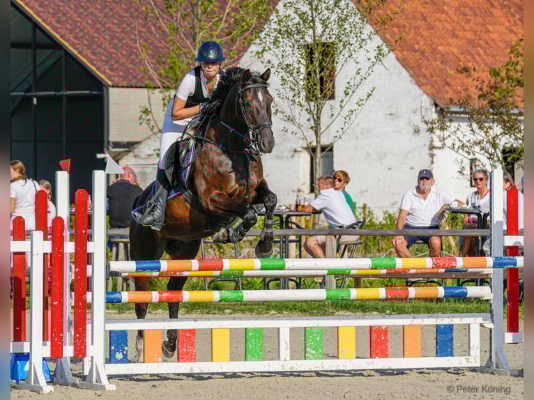 Zangersheider Wallach 15 Jahre 164 cm Schwarzbrauner in Oostkamp