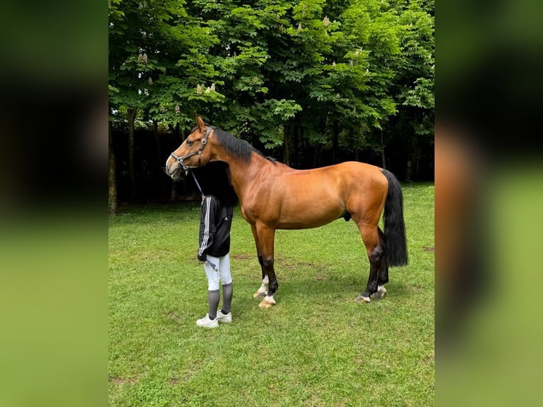 Zangersheider Wallach 15 Jahre 165 cm Brauner in Gessate