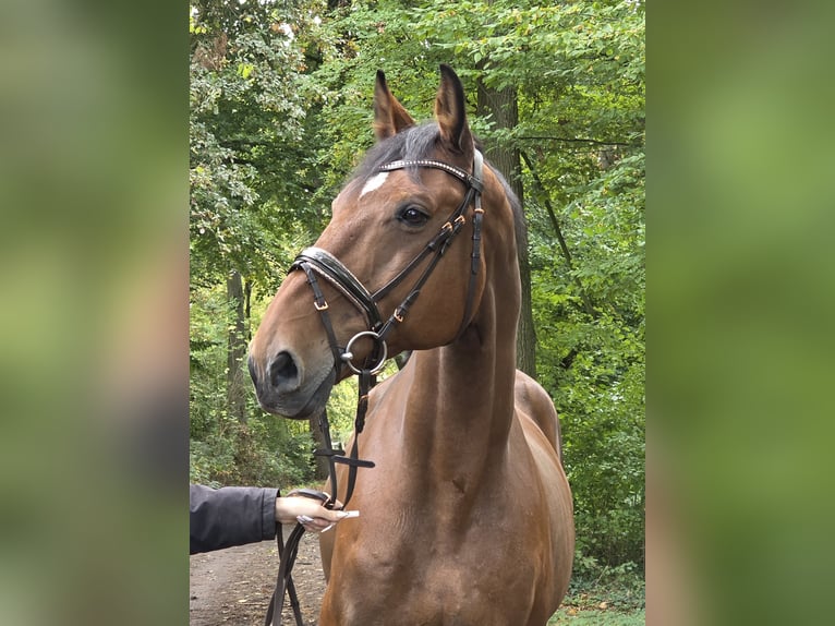 Zangersheider Wallach 15 Jahre 172 cm Brauner in Wachtendonk