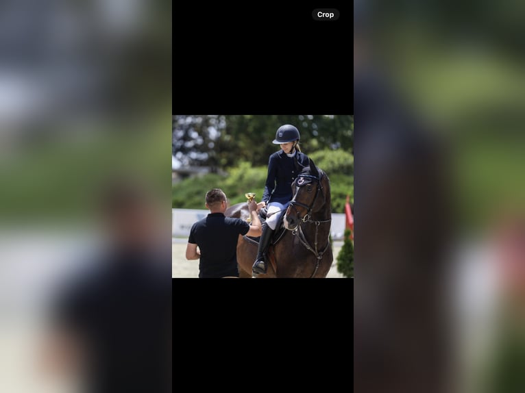 Zangersheider Wallach 15 Jahre 172 cm Dunkelbrauner in Novi  Sad