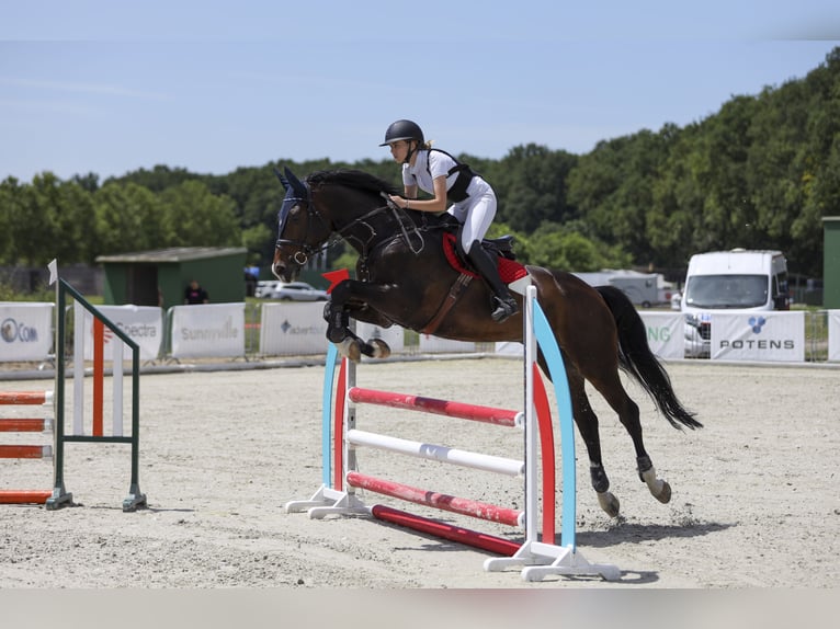 Zangersheider Wallach 15 Jahre 172 cm Dunkelbrauner in Novi  Sad
