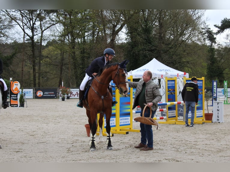 Zangersheider Wallach 15 Jahre 175 cm Brauner in maaseik