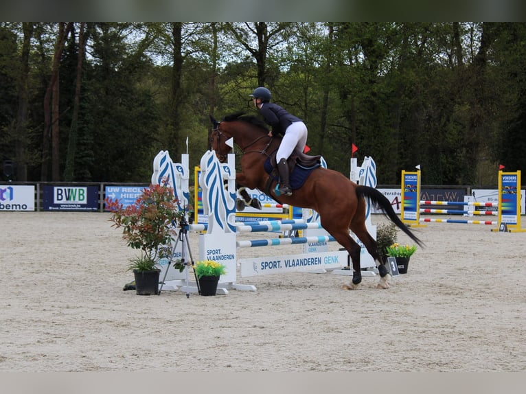 Zangersheider Wallach 15 Jahre 175 cm Brauner in maaseik