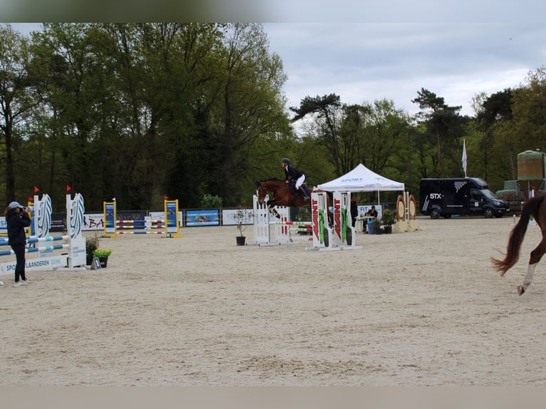 Zangersheider Wallach 15 Jahre 175 cm Brauner in maaseik