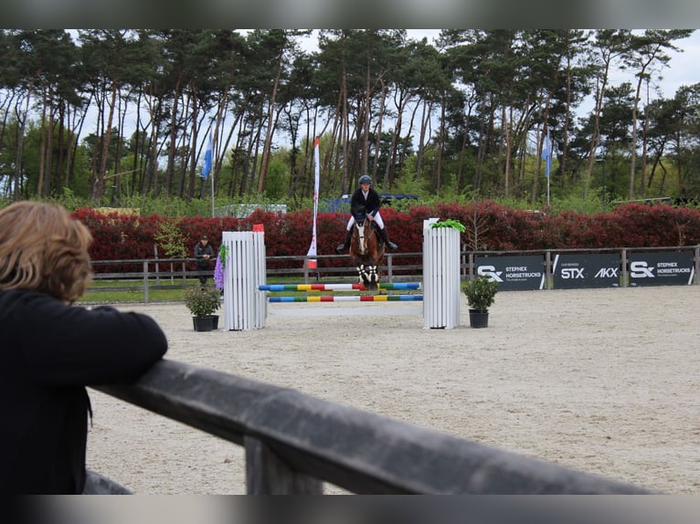 Zangersheider Wallach 15 Jahre 175 cm Brauner in maaseik
