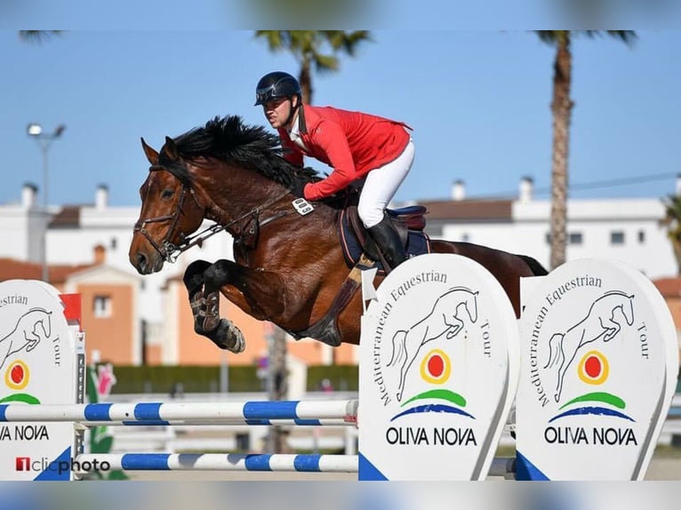 Zangersheider Wallach 15 Jahre 178 cm Rotbrauner in Clover, SC
