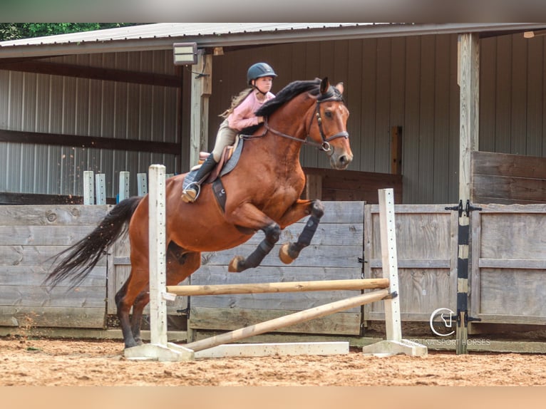 Zangersheider Wallach 15 Jahre 178 cm Rotbrauner in Clover, SC