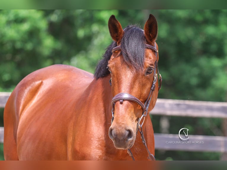 Zangersheider Wallach 15 Jahre 178 cm Rotbrauner in Clover, SC