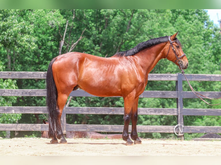 Zangersheider Wallach 15 Jahre 178 cm Rotbrauner in Clover, SC