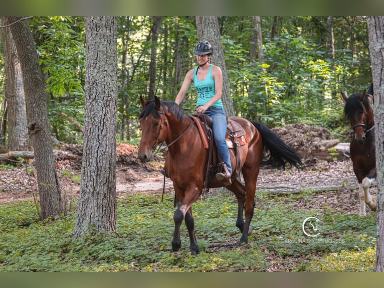 Zangersheider Wallach 15 Jahre 178 cm Rotbrauner in Clover, SC