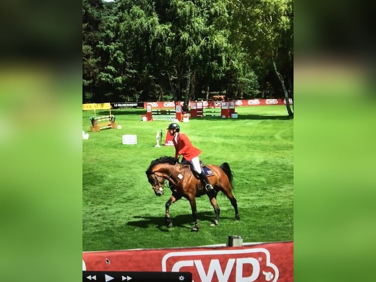 Zangersheider Wallach 15 Jahre 178 cm Rotbrauner in Clover, SC