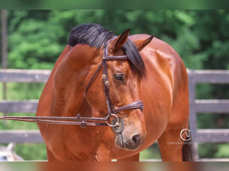 Zangersheider Wallach 15 Jahre 178 cm Rotbrauner in Clover, SC
