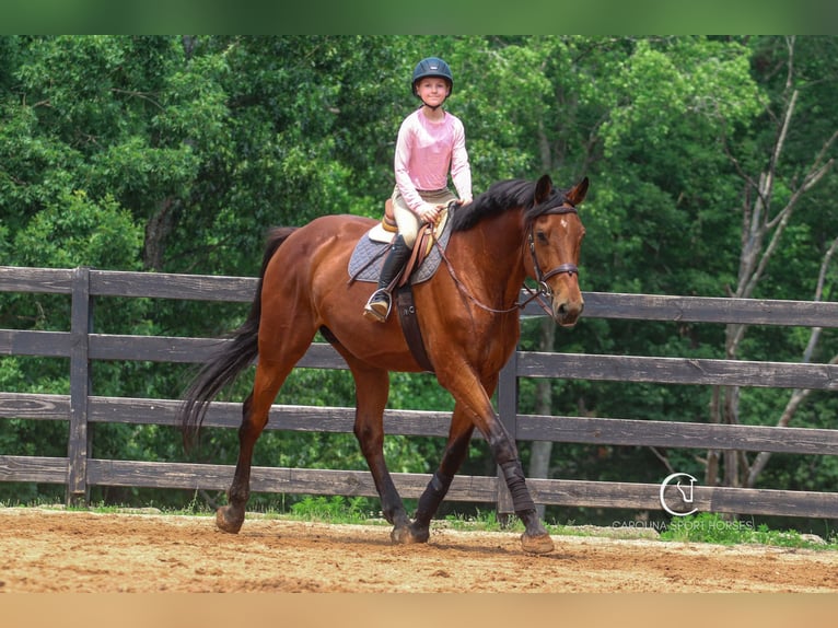 Zangersheider Wallach 15 Jahre 178 cm Rotbrauner in Clover, SC