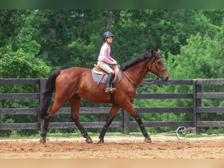 Zangersheider Wallach 15 Jahre 178 cm Rotbrauner in Clover, SC