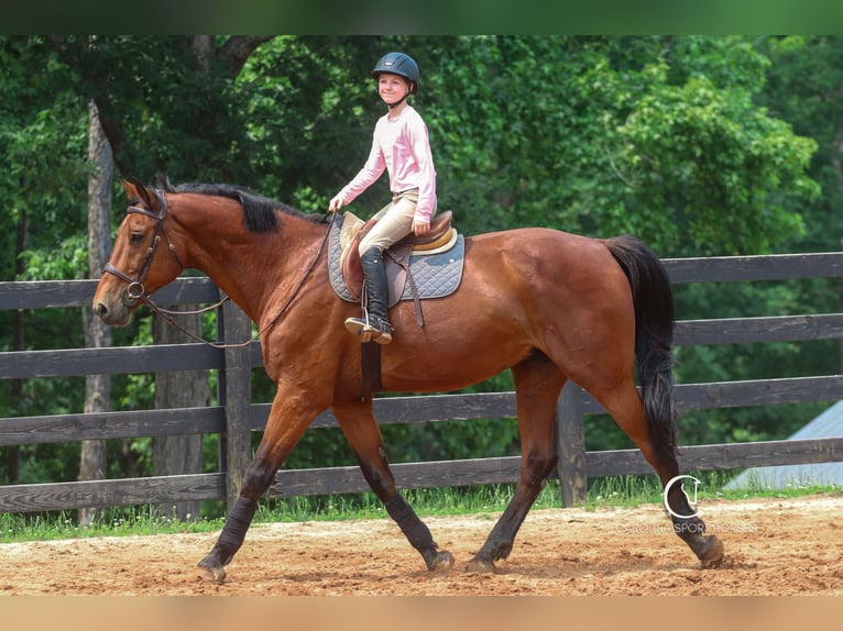 Zangersheider Wallach 15 Jahre 178 cm Rotbrauner in Clover, SC