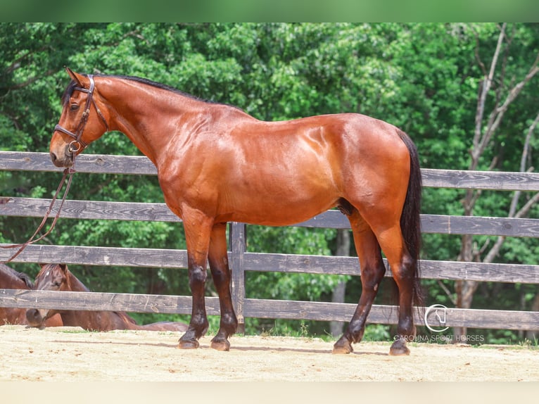 Zangersheider Wallach 15 Jahre 178 cm Rotbrauner in Clover, SC