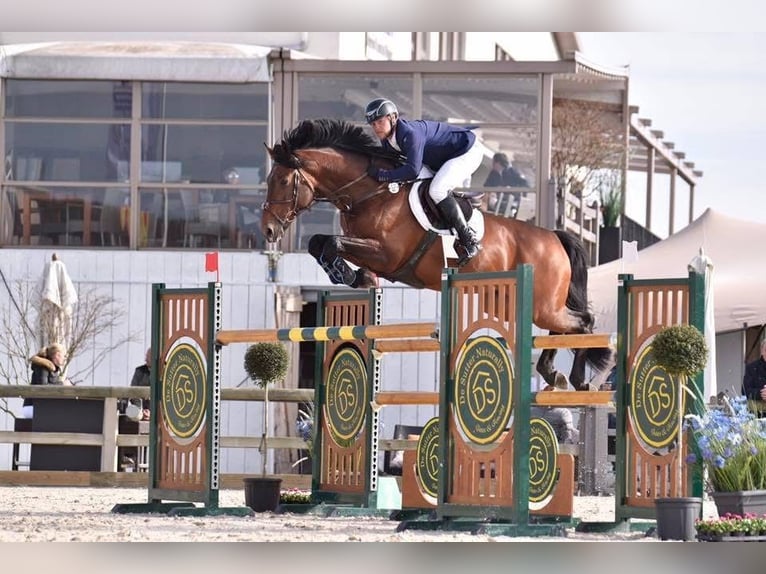 Zangersheider Wallach 15 Jahre 178 cm Rotbrauner in Clover, SC