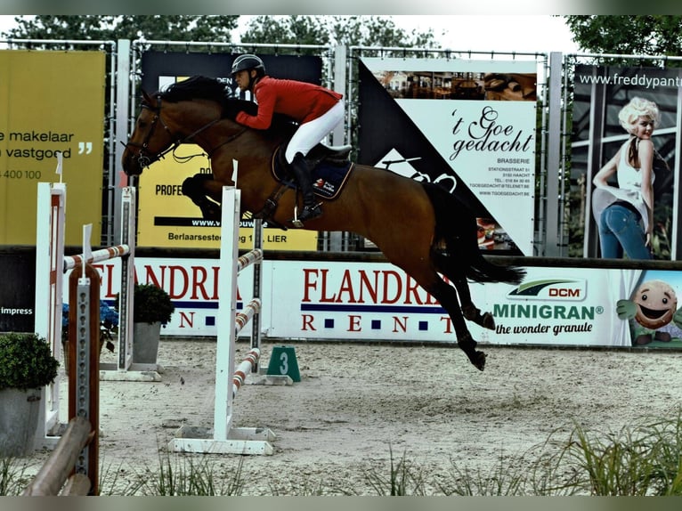 Zangersheider Wallach 15 Jahre 178 cm Rotbrauner in Clover, SC