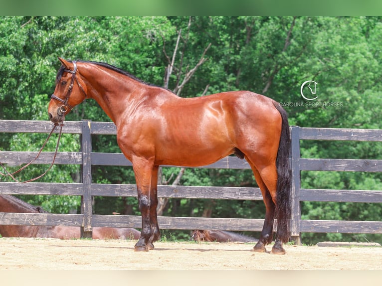 Zangersheider Wallach 15 Jahre 178 cm Rotbrauner in Clover, SC
